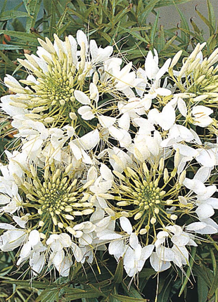 Giant White Queen Cleome Flower Seeds