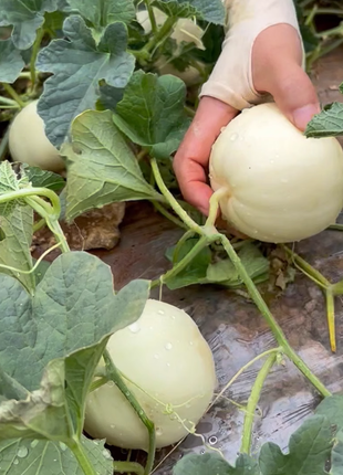 Lazy Melon Seeds