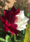 Red White#2 / 100 Seeds（ 🌟 Special Offer: 50% Off! 🌟 ）