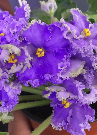 African Violet - saintpaulija Reigning Beauty