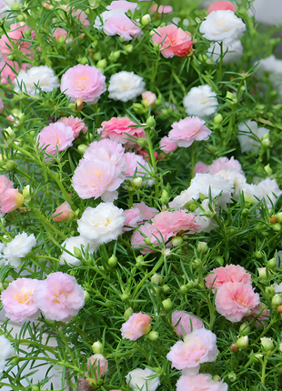 🌹Moss Rose—Immortal Flower