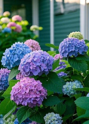 200 Pcs Mixed Color Hydrangea Seeds | Gorgeous & Elegant Blooms for Your Garden & Floral Projects