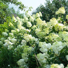 Collection image for: Hydrangea