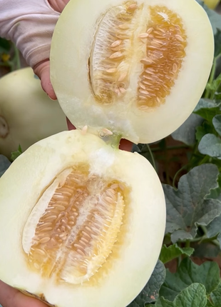 Lazy Melon Seeds