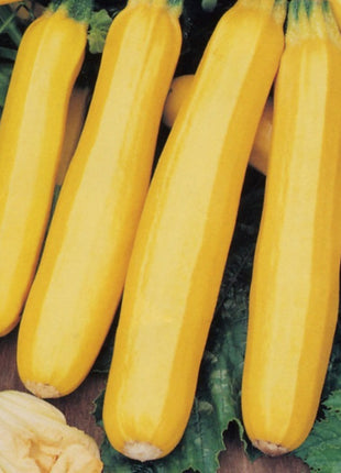 Squash Gold Rush F1