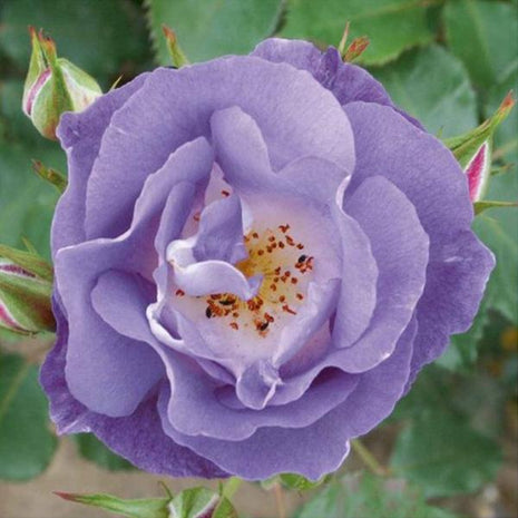 Light Blue Climbing Rose Seeds