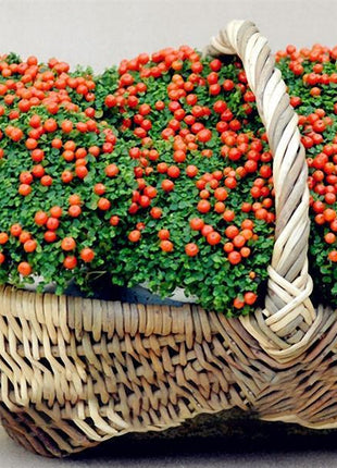 Egrow 50Pcs（100Pcs）/Bag Lamp Beads Grass Seeds Flower Seeds Garden Bonsai Plant for Home Garden Plants