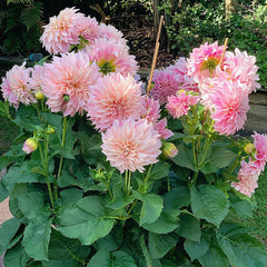 Collection image for: Dahlia