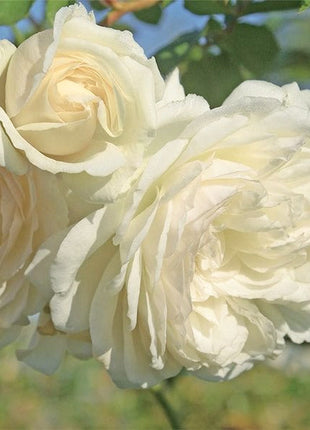 Climbing Rose Seeds