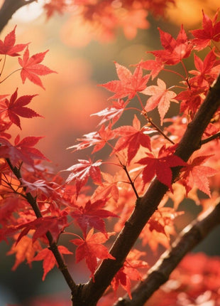 10 PCS Heirloom Japanese Red Ghost Maple Tree Seeds – Perennial Ornamental Tree, Stunning Red Foliage for Gardens & Landscaping