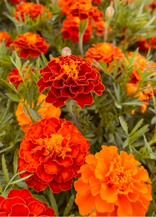French Marigold Seeds - mixed colors - a great companion for the vegetable garden
