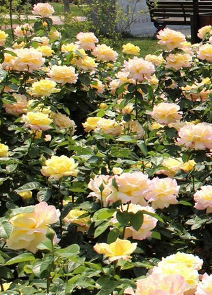 Peaceful Roses - The Messenger of Peace