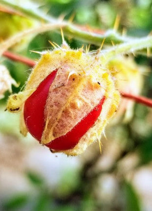 Litchi Tomato AKA Morelle de Balbis Seeds (Certified Organic)