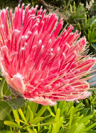 South African Princess Flower Seeds