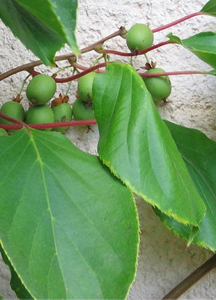 Egrow 50Pcs(100Pcs)/Bag Mini Kiwi Berry Seeds Miniature Kiwi Berry Hardy Actinidia Arguta Fruit Seeds