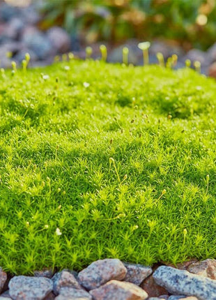 🌳Irish Moss Pearl Grass Seeds for Garden Yard Lawn
