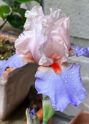 Iris Germanica 'French Cancan'