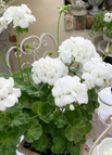 Coconut Geranium / 50 Seeds