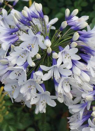 🎁New Year Sale🎁Agapanthus 'Twister'