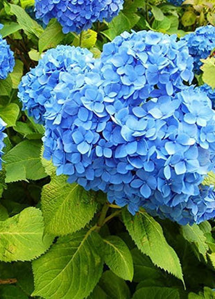 Hydrangea Seed Bonsai Flower Seeds Hydrangea Perennial Garden Home
