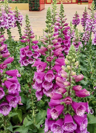 Foxglove Seeds Digitalis Purpurea Seeds