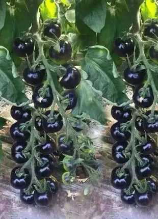 Rare Black Tomato Seeds