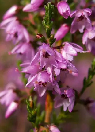 Purple Heather-callun