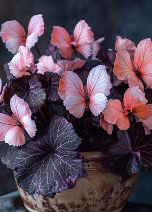 Powder Drunken Butterfly Begonia🦋