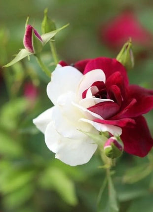 Rare Rose Seeds for Planting