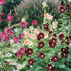 Collection image for: Hollyhock