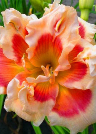 Daylily Hybrid Flowers Seeds, Hemerocallis Hybrid, 20pcs/pack