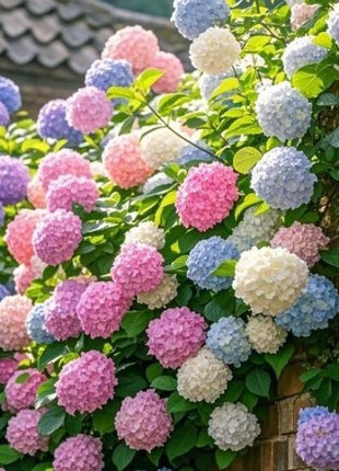 Hydrangea Seeds Mixed Colors – 200 Count – Grow Stunning Pastel & Bright Blooms