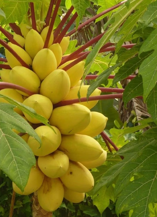 Golden Creamy Papaya Seeds
