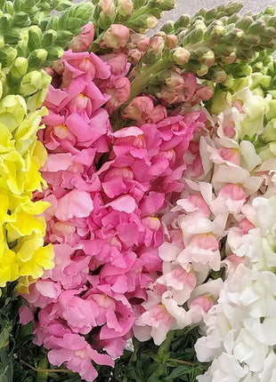 Dwarf Snapdragon  Seed Mixed