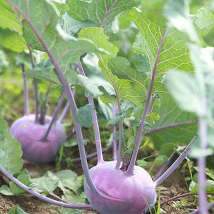 Kohlrabi Kolibri