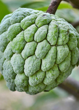 Sugar Apple Seeds