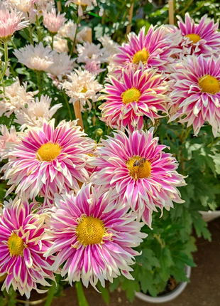 Rare Treasure Chrysanthemum Seeds