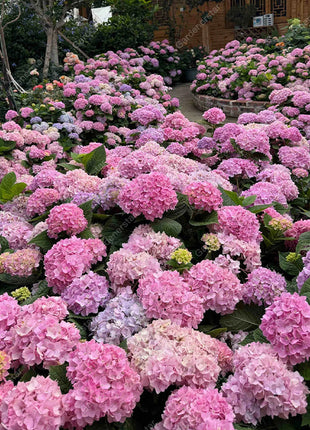 💐Endless Summer Hydrangea Falls