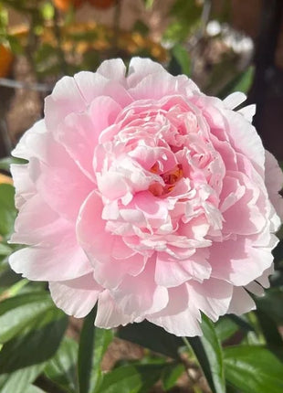 🔥LAST DAY 45% OFF🌺THE QUEEN OF FLOWERS—DOUBLE PETALED PIANI