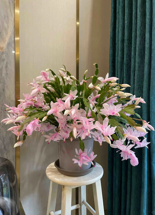 Crab Claw Orchid - The Icing On The Cake