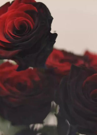 Twin Red Black Rose
