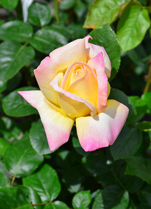 Peaceful Roses - The Messenger of Peace