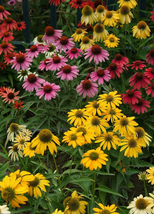 Purple Coneflower Seeds Echinacea Purpurea Seeds