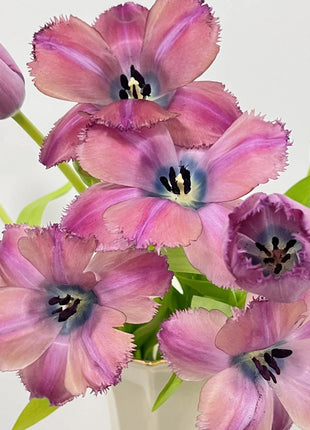Frill Tulip seeds
