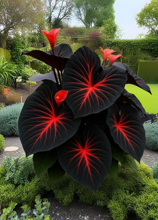 800 Pcs Rare Perennial Hosta Seeds – Easy Care Plants for Beginners & Experts