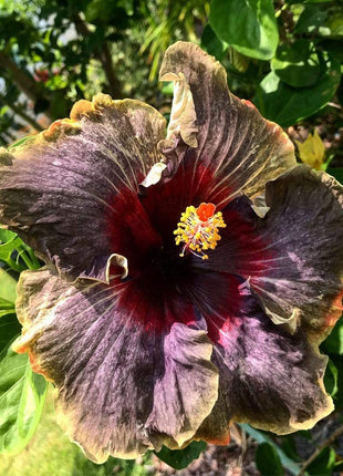 Rare Blue & White Hibiscus Seeds