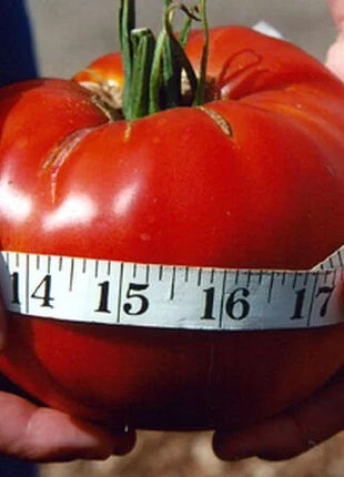 GIANT DELICIOUS TOMATO / UP TO 2KG