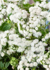 White / 200 Seeds