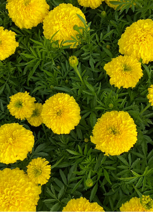 French Marigold Seeds - mixed colors - a great companion for the vegetable garden