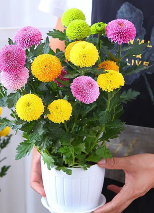🏵️Colorful Ping Pong Chrysanthemum Seeds